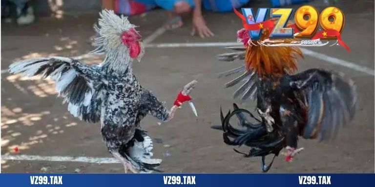 add đá gà cựa dao