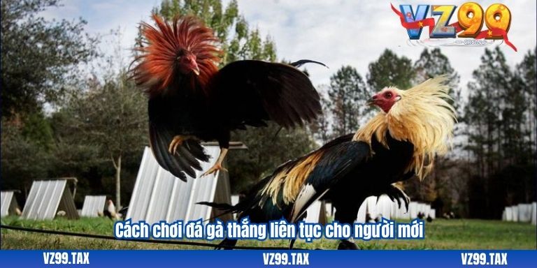 Cách chơi đá gà thắng liên tục cho người mới