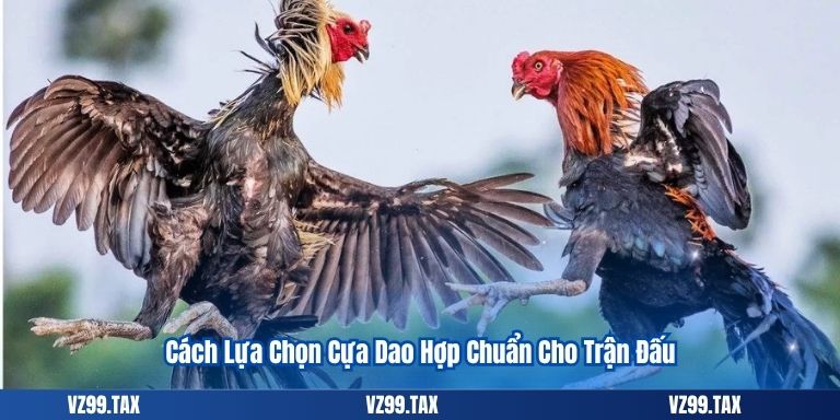 Cách Lựa Chọn Cựa Dao Hợp Chuẩn Cho Trận Đấu