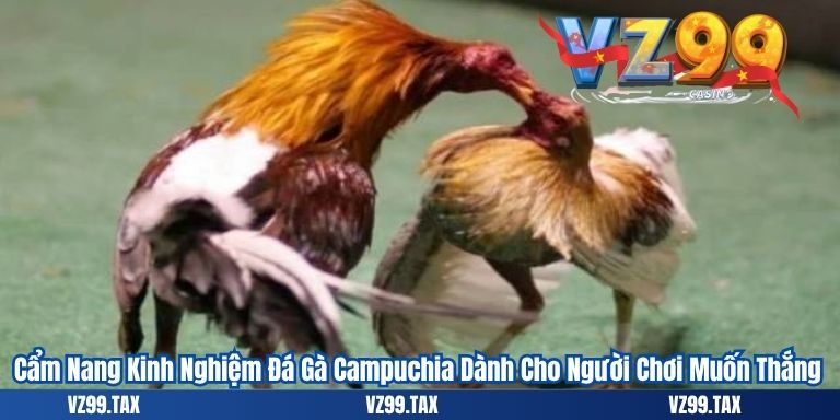 Cẩm Nang Kinh Nghiệm Đá Gà Campuchia Dành Cho Người Chơi Muốn Thắng