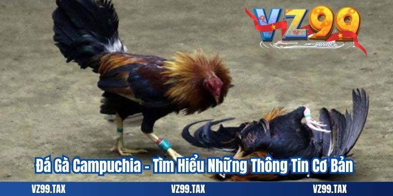 Đá Gà Campuchia – Tìm Hiểu Những Thông Tin Cơ Bản