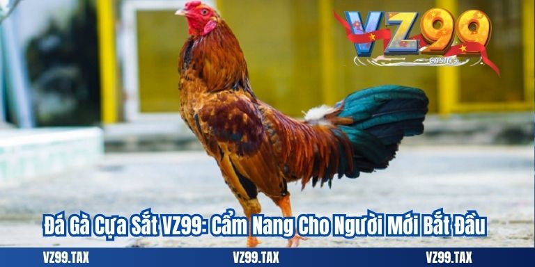 Đá Gà Cựa Sắt VZ99: Cẩm Nang Cho Người Mới Bắt Đầu