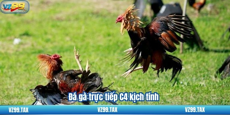 Đá gà trực tiếp C4 kịch tính