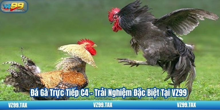 Đá Gà Trực Tiếp C4 - Trải Nghiệm Đặc Biệt Tại VZ99