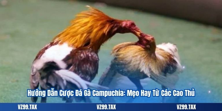 Hướng Dẫn Cược Đá Gà Campuchia: Mẹo Hay Từ Các Cao Thủ