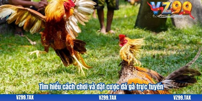 Tìm hiểu cách chơi và đặt cược đá gà trực tuyến