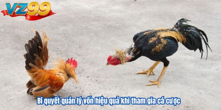 Bí quyết quản lý vốn hiệu quả khi tham gia cá cược